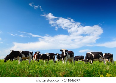 Cows grazing on a spring meadow