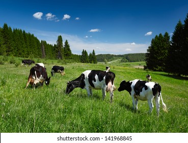 Cows grazing on a spring meadow in sunny day