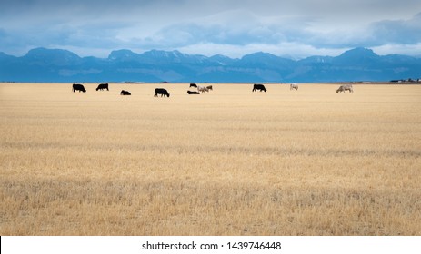Cows grazing on the vast land in Montana 