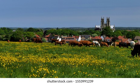 Cows grazing on Westwood and Beverley Minster East Riding of Yorkshire, England