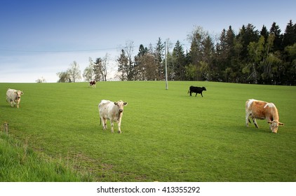 Cows Grazing On Wide Open Field With Forest Woods In Background Before Sunset On Sunny Blue Sky Day