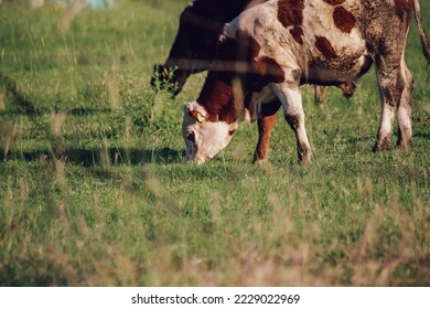 Cows grazing in the open field