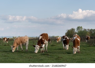 Cows grazing in pasture front view, herd of domestic cows on plainfield and big clouds in sky