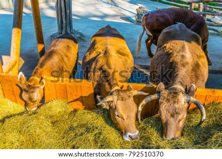 Similar – Image, Stock Photo Cow in the Austrian Pitztal valley