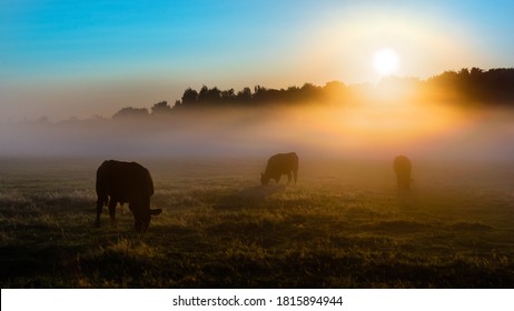 Cows grazing as the sun rises over the distant trees in a misty meadow