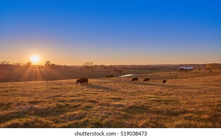 Cows Grazing At Sunset 