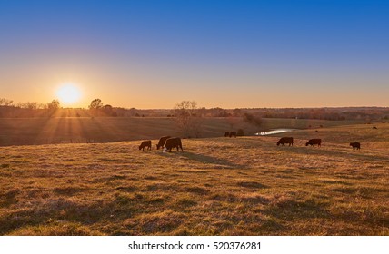 Cows Grazing at Sunset 
