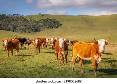 Cows Grazing At Sunset, Rio Grande Do Sul Pampa Landscape - Southern Brazil