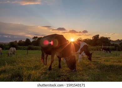 
Cows Grazing In The Uruguay River Valley At Sunset