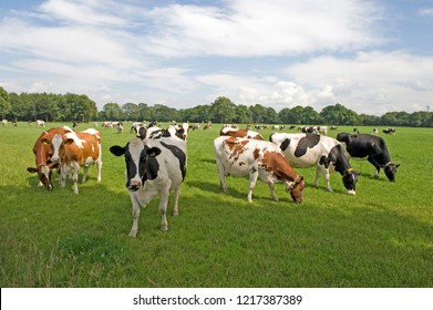 Cows in a green meadow