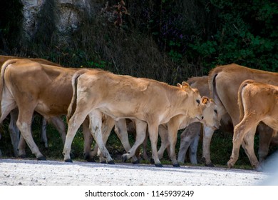 cows in a group