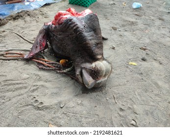 A Cow's Head On The Ground (animal Sacrifice On Ied Al-adha)