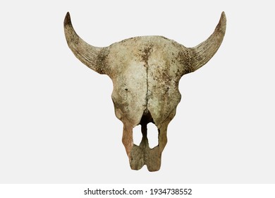 Cow's Head Skull Isolated On White Background