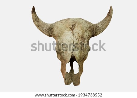 Cow's head skull isolated on white background
