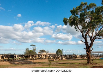 Cows Headed For Milking  At A Victoria Dairy Farm, Australia.