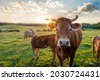 livestock cows