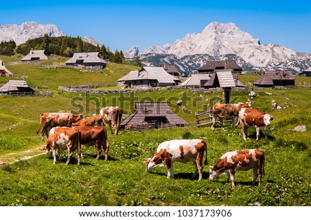 The cows and herdsmen's huts on the Big Pasture Plateau in Slovenia in the Kamnik Savinja Alps northeast of Kamnik, Slovenia.