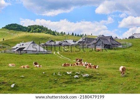The cows and herdsmen's huts on the Big Pasture Plateau (Velika planina) in Slovenia in the Kamnik Savinja Alps northeast of Kamnik, Slovenia.