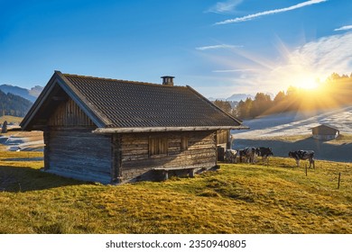 cows in high mountain pastures in autumn with rocky mountains with snow and colorful trees plateau of Siusi Alps in Trentino Alto Adige Italy - Powered by Shutterstock