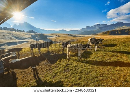 cows in high mountain pastures in autumn with rocky mountains with snow and colorful trees plateau of Siusi Alps in Trentino Alto Adige Italy