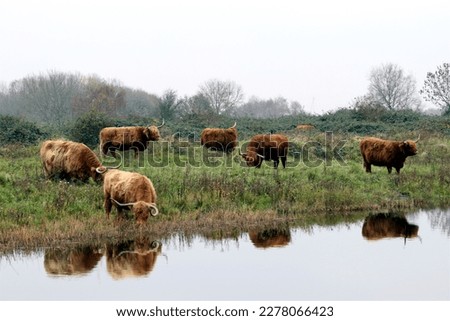 cows highlandcow nature grass reflection landscape cows cattle