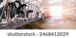 Cows holstein eating hay in cowshed on dairy farm with sunlight in barn. Banner modern meat and milk production or livestock industry.