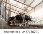 Cows holstein eating hay in cowshed on dairy farm with sunlight in barn. Banner modern meat and milk production of livestock industry