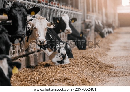 Cows holstein eating hay in cowshed on dairy farm with sunlight in barn. Banner modern meat and milk production of livestock industry