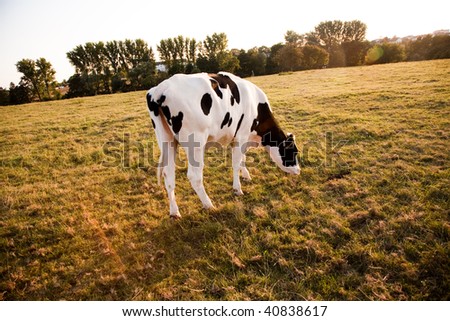 Similar – Cow rest Nature Animal Sky