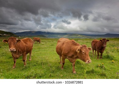 Cows In Ireland, Lanscape