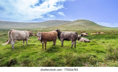 Cows In Ireland, Lanscape