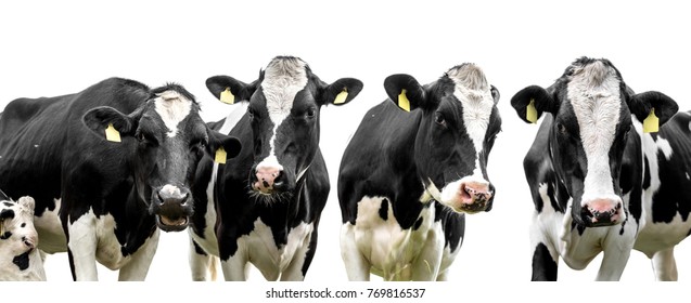 cows isolated on a white background