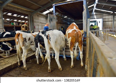 Cows Jump En Run In Green Meadow After Livestock Transport  With Tractor And Trailer