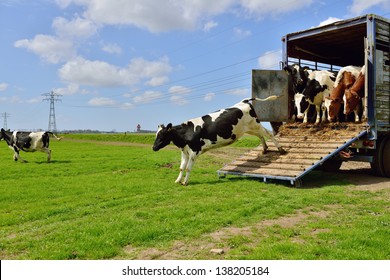 Cows Jump En Run In Green Meadow After Livestock Transport  With Tractor And Trailer