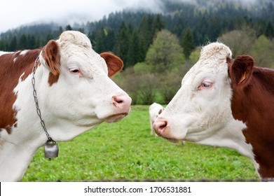 Montbéliard Cows From The Jura Mountains