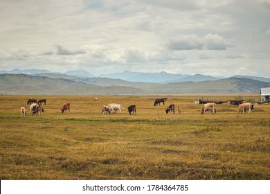 Cows In The Karkara Steppe. Kazakhstan