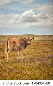 Cows In The Karkara Steppe. Kazakhstan