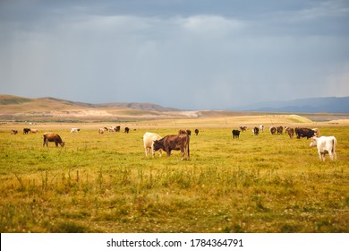 Cows In The Karkara Steppe. Kazakhstan