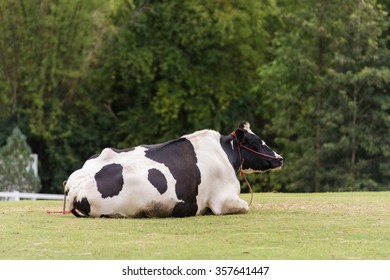1,290 Cows laying down Images, Stock Photos & Vectors | Shutterstock
