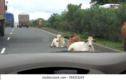 cows laying on road blocking traffic in india