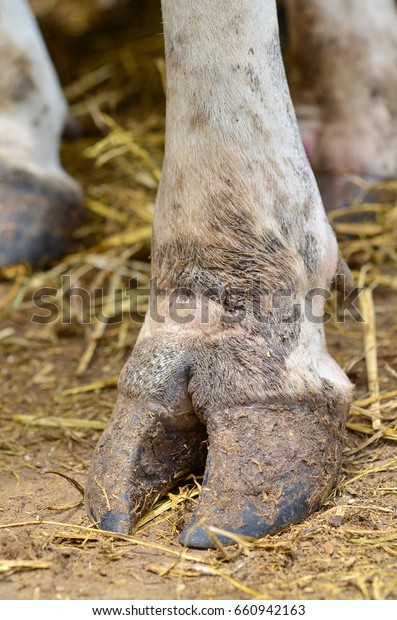 Cows Legs Stock Photo (Edit Now) 660942163