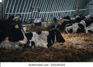 Cows Lie On The Floor Of The Barn, A Herd Of Horned Farm Animals Waiting Out The Winter In A Warm Room In The Satiety And Care Of The Owners