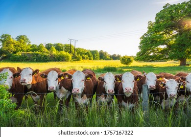 Cows lined up in a field in the Swedish countryside