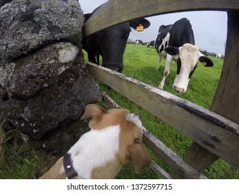 pitbull vs cow