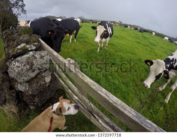 pitbull vs cow