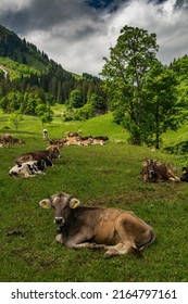 cows are looking to me on green meadows in alpine farming area. beautiful flowered pasture and mountains with forests in background. sunny summer with cow on alps in Vorarlberg, Austria  - Shutterstock ID 2164797161