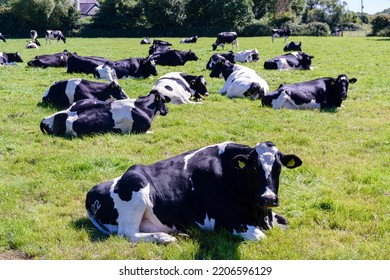 Cows lying down in a field while ruminating (chewing the cud). - Shutterstock ID 2206596129