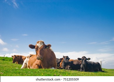 Kühe liegen in einer grünen Weide hinunter. 