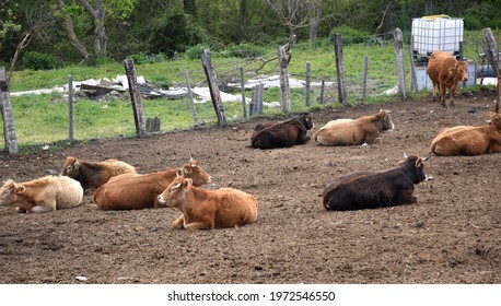 Cows Lying Inside Wooden And Wire Fencing. Spring Day In Rural Area. Enciso, La Rioja, Spain.