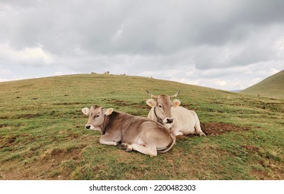 Cows Lying On The Top Of The Mountain Cloudy Sky. La Molina, Baja Cerdanya, Gerona Province, Spain.